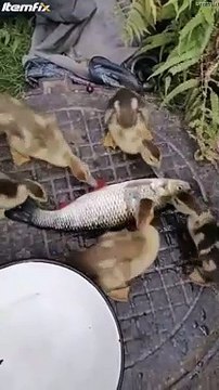 Quand tu as la flemme de nettoyer ton poisson frais