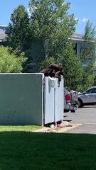 Bear Family Makes Beach Their Playground