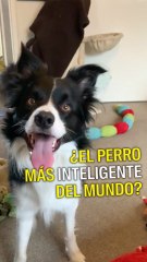 Un perro listo listo