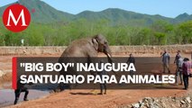 Elefante 'Big Boy' ya tiene hogar; inauguran santuario en Culiacán para animales rescatados
