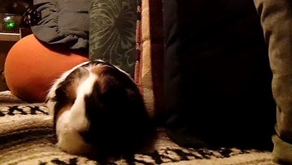 CAVIA PORCELLUS TURMERIC 102_5768