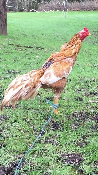 Gold Brazilian rooster