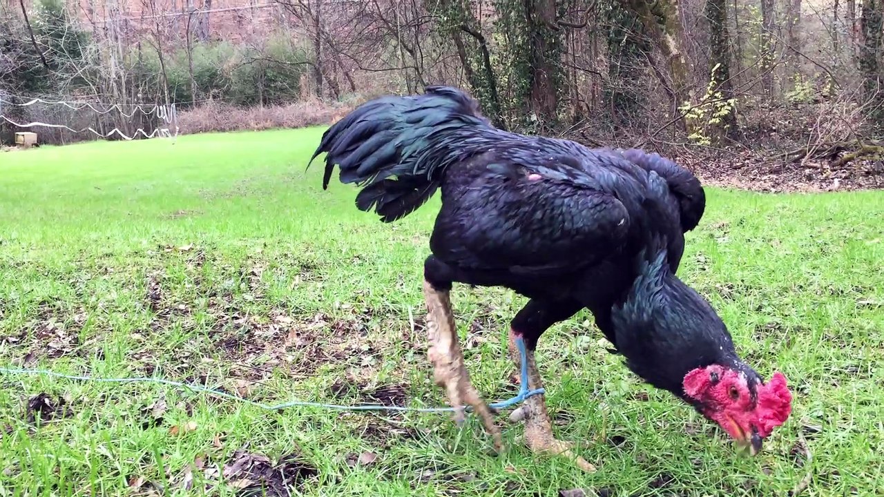 Huge Vietnamese Ganoi rooster