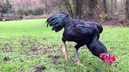 Huge Vietnamese Ganoi rooster