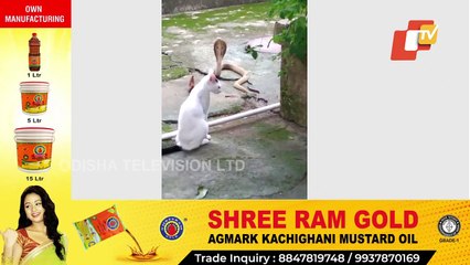 Cat Prevents Cobra From Entering Owner's House In Bhubaneswar