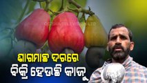 Cashew Nut Farmers Face Distress Sale In Ersama