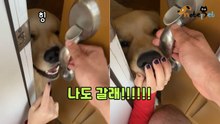 "나도 데려가시개!" 현관문 얼굴로 막아선 리트리버