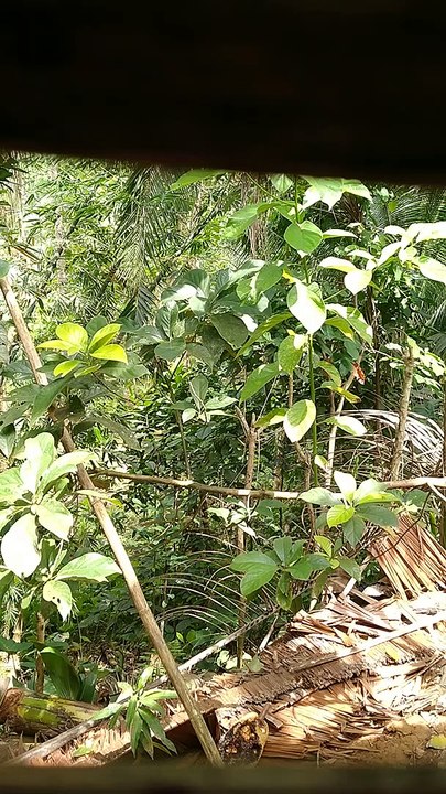 Green-Green