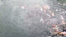 Satisfying fish in the rain