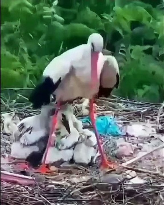 వైరల్‌ వీడియో: సృష్టికర్తకు జోహార్లు