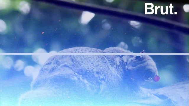 Les colugos, des mammifères atypiques