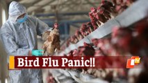 2021's First Bird Flu Death In India! 12-Year-Old Succumbs To H5N1 Avian Influenza In AIIMS Delhi