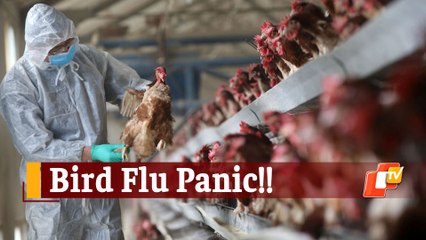 2021's First Bird Flu Death In India! 12-Year-Old Succumbs To H5N1 Avian Influenza In AIIMS Delhi