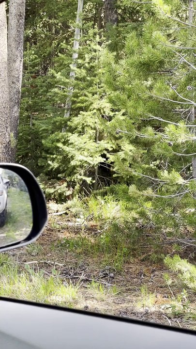 Family of Bears Scurry Across the Road
