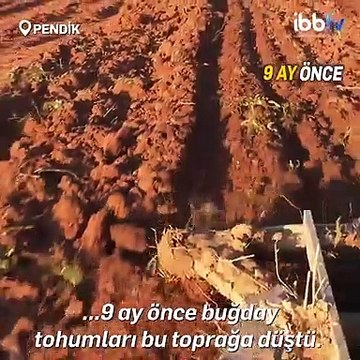 İBB, atıl durumdaki tarım arazisine ektiği buğdayı hasat etti; üretilen un ihtiyaç sahiplerine dağıtılacak