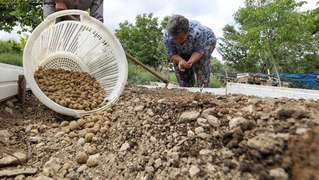 Eski gelenek geri dönüyor! En değerli tarım ürünlerinden biri olan salep Buca'da tekrar üretilmeye başlayacak