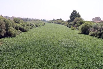 ASİ NEHRİ'NİN BAZI BÖLÜMLERİNİ YİNE İSTİLACI SU SÜMBÜLLERİ KAPLADI