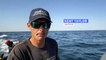 Fascinante course de sardines au large de l'océan Indien