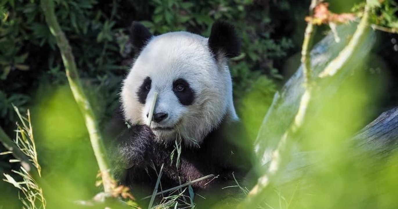 Zoo de Beauval : la femelle panda Huan Huan att...