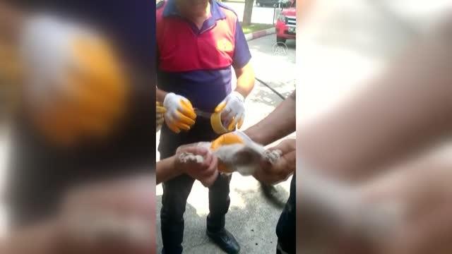 Son dakika haber... Kafası cam kavanoza sıkışan kedi yavrusunu itfaiye kurtardı