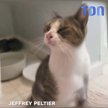 La caméra de surveillance montre une petite famille de chats mignonne se déplaçant dans un garage