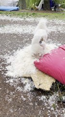 Doggy Having a Blast Destroying Her Blanket