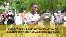 KWS scouts supporting conservation of endangered Turtle at Malindi Marine Park