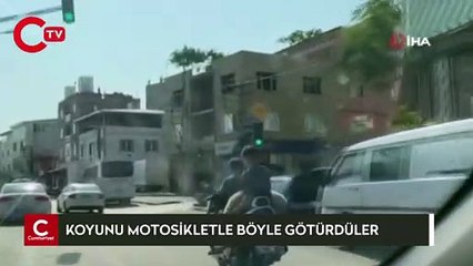 Bursa'da sıra dışı hayvan taşıma tekniği kameralara böyle yansıdı