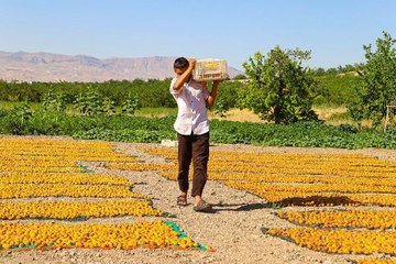 15 BİN MEVSİMLİK İŞÇİ BAYRAMI KAYISI BAHÇESİNDE GEÇİRİYOR
