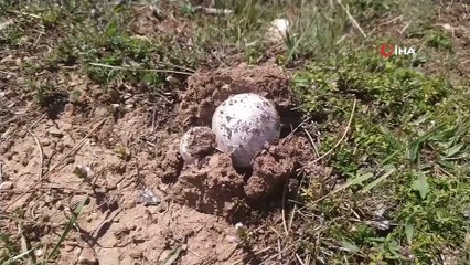 Uzmanından zehirli mantarda 48 saat uyarısı