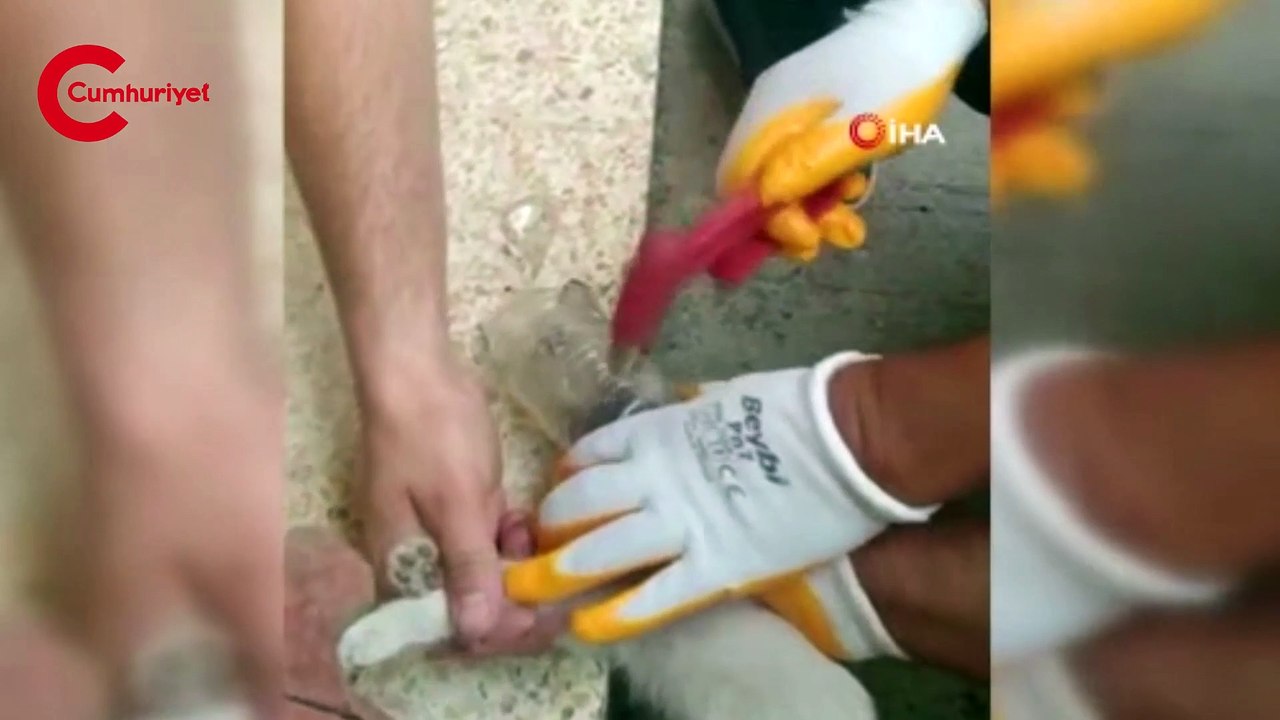 Kafası cam kavanoza sıkışan kediyi itfaiye kurtardı