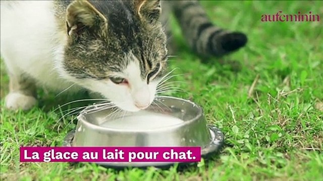 4 recettes de glaces pour chat