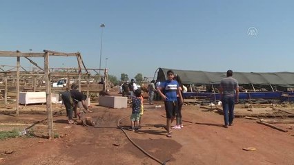 Besiciler büyükbaş hayvan satışından memnun