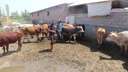 Görevli imamlar 1200 dar gelirli aileye kurban eti ulaştırıyor