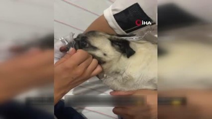 Hastanede hava verilen yavru köpek kurtarılamadı