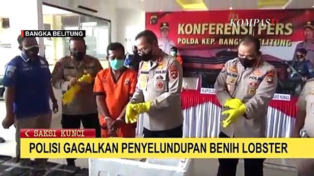 Polisi Gagalkan Penyelundupan Benih Lobster di Bangka Belitung Senilai Rp 10 Miliar