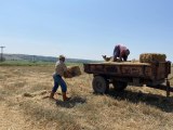 Trakya çiftçisi bayramda da üretime devam ediyor