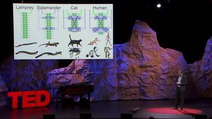 A robot that runs and swims like a salamander   Auke Ijspeert