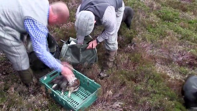 The Shooting Show foxing with lamp and vehicle, and Scottish lowland deer