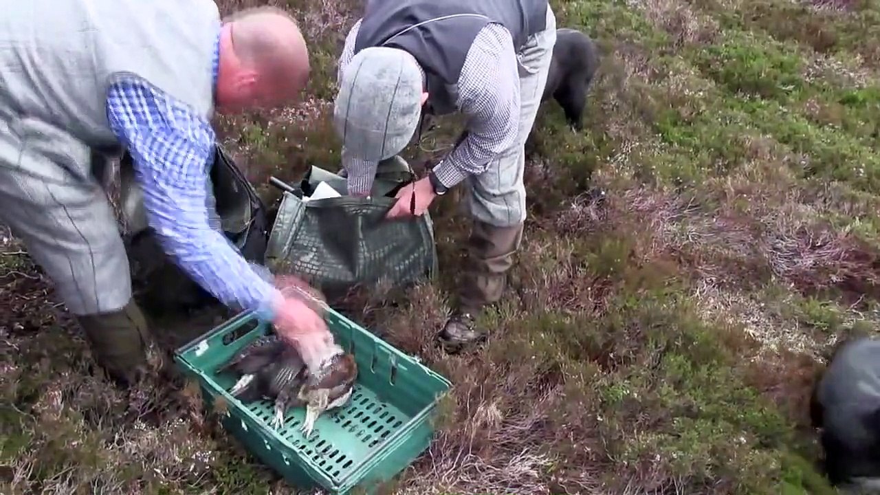 The Shooting Show foxing with lamp and vehicle, and Scottish lowland deer