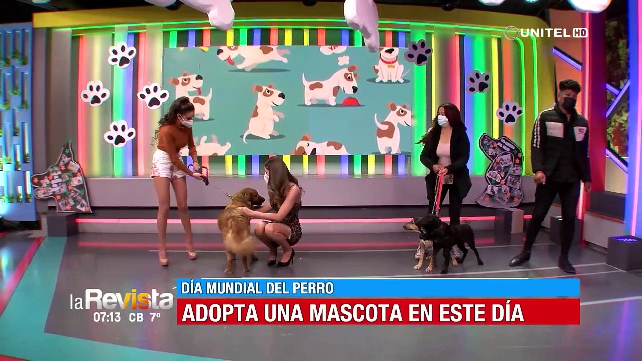 Celebramos el Día Mundial del Perro incentivando a la adopción de canes, parte 2