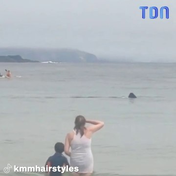 Des requins nagent au milieu de baigneurs