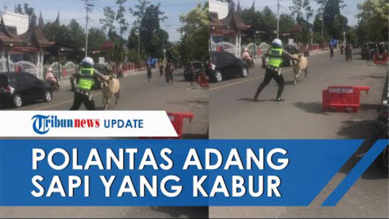 Viral Video Polantas Bukittinggi Adang Sapi yang Kabur ke Jalan Raya, Menghindar sebelum Diseruduk