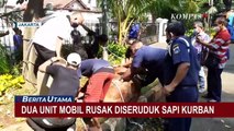 Sapi Kurban Limosin Ngamuk dan Merusak Mobil di Kantor Wali Kota Jakarta Pusat
