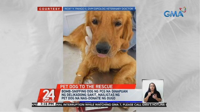 Bomb-sniffing dog ng PCG na dinapuan ng delikadong sakit, nailigtas ng pet dog na nag-donate ng dugo | 24 Oras
