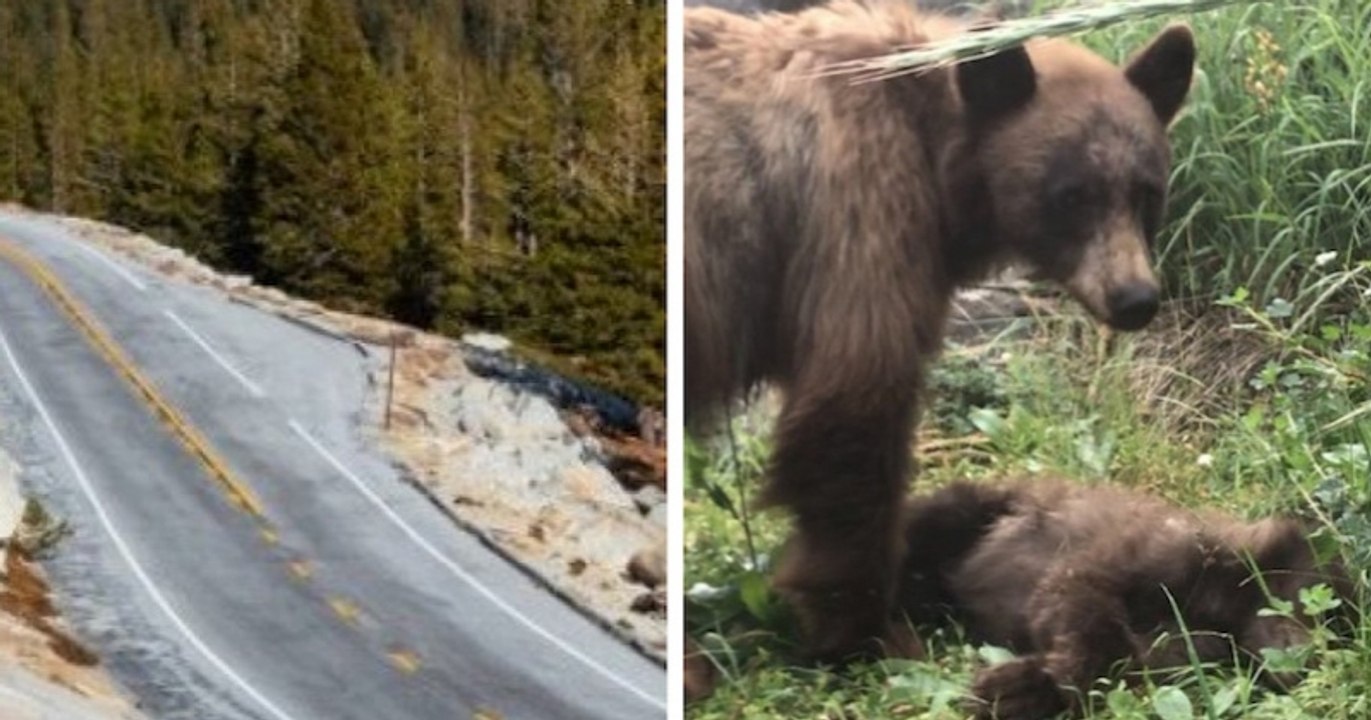 Une maman ours veille sur la dépouille de son petit, mortellement fauché par une voiture dans le parc de Yosemite