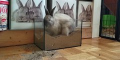 Rabbit cute video | Animals videos | Noncopyrighted videos | Fun videos | Comedy video | Viral video | Viral post