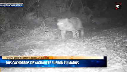 Dos cachorros de yaguareté fueron filmados