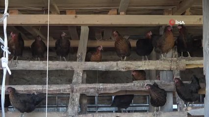 Binlerce tavuk gençlerin geleceği oldu