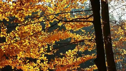 Beautiful Relaxing Music • Meditation Music • Deep Sleep •Yoga Music